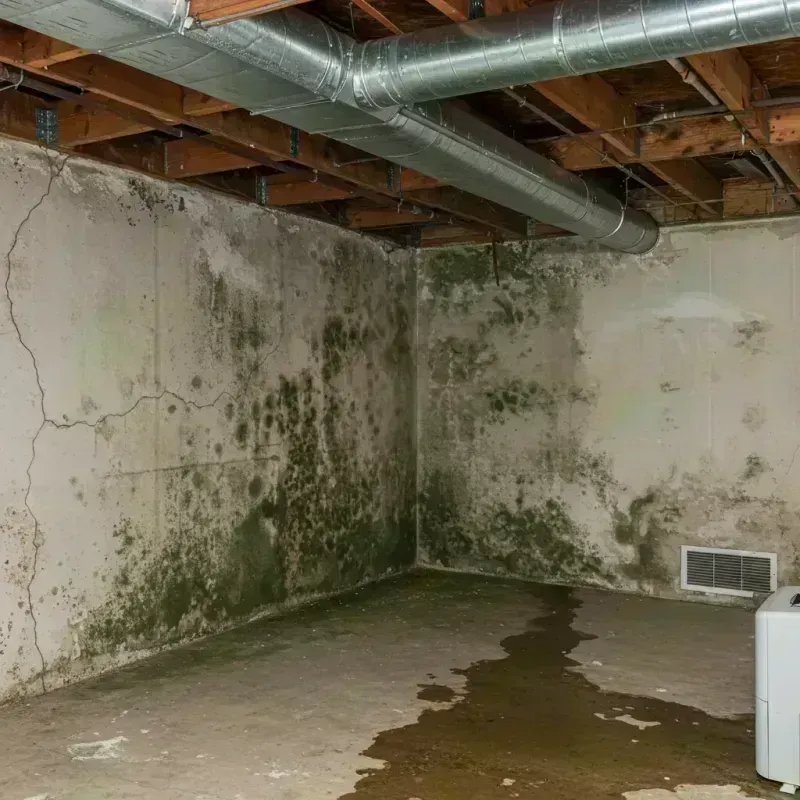 Professional Mold Removal in Van Lear, KY